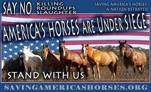 America's Horses are Under Siege